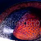 Cephalopholis miniata 01