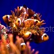 Amphiprion ocellaris batch 02