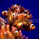 Amphiprion ocellaris batch 02