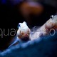 Amblyeleoris guttata 15