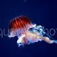 Chrysaora jellyfish 01