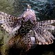 Pterois volitans 02