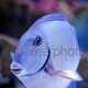 Acanthurus chirurgus 01