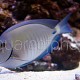 Acanthurus chirurgus 02