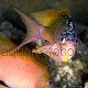 Anthias anthias 01