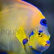 Holacanthus ciliaris 02