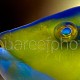 Halichoeres cyanocephalus 01