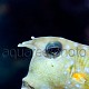 Lactoria cornuta 04