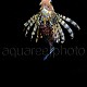 Pterois volitans 04