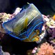 Pomacanthus semicirculatus 01