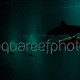 Shark aquarium 01