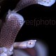 Hymenocera elegans 03