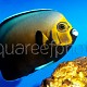 Chaetodontoplus conspicillatus 05