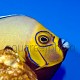 Chaetodontoplus conspicillatus 06