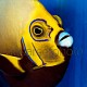 Chaetodontoplus conspicillatus 07