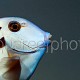 Acanthurus tennentii 01