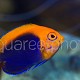 Centropyge acanthops 05