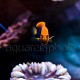 Centropyge acanthops 02