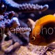 Centropyge acanthops 04