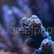 Acropora millepora 02