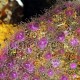 Corynactis viridis 02