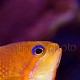 Pseudanthias squamipinnis 09