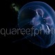 Aurelia aurita 01