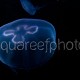 Aurelia aurita 02