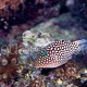 Canthigaster jactator 01