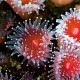 Corynactis californica 01