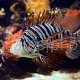 Pterois volitans 05