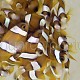 Amphiprion clarkii juveniles 01