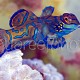 Synchiropus splendidus 17