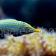 Oxymonacanthus longirostris 01