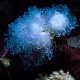 Euphyllia paradivisa 02