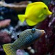 Canthigaster solandri 03