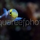 Hoplolatilus fourmanouiri 01