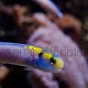Hoplolatilus fourmanouiri 02