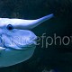 Naso annulatus 01