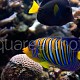 Pygoplites diacanthus 01