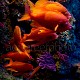 Anthias anthias 02