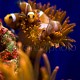 Amphiprion ocellaris batch 03