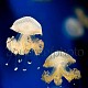 Phyllorhiza punctata 01