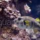 Arothron hispidus 03