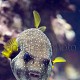 Arothron hispidus 04