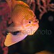 Anthias anthias 03
