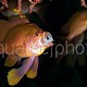 Anthias anthias 04