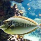 Naso unicornis 02