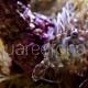 Acreichthys tomentosus 02