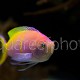 Pseudanthias bartlettorum 03